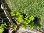 Humulus lupulus 'Sunbeam'